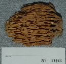 Ramaria stricta image